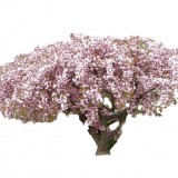 Wiśnia 'Kiku-shidare-zakura' DUŻE SADZONKI Pa 180-200 cm (Prunus)